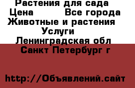 Растения для сада › Цена ­ 200 - Все города Животные и растения » Услуги   . Ленинградская обл.,Санкт-Петербург г.